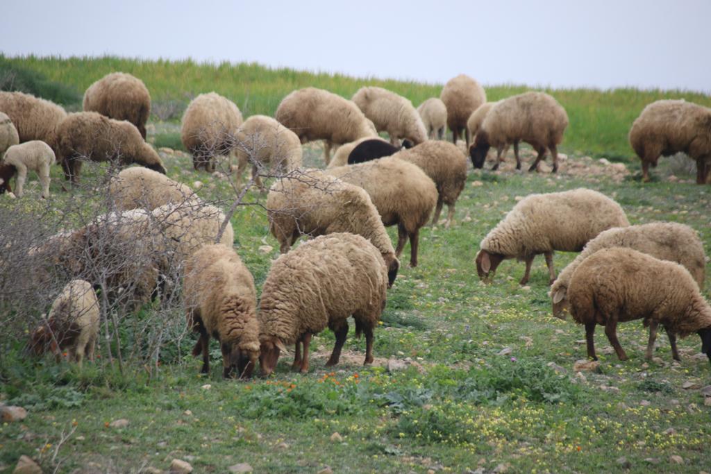 Mouton Mouton