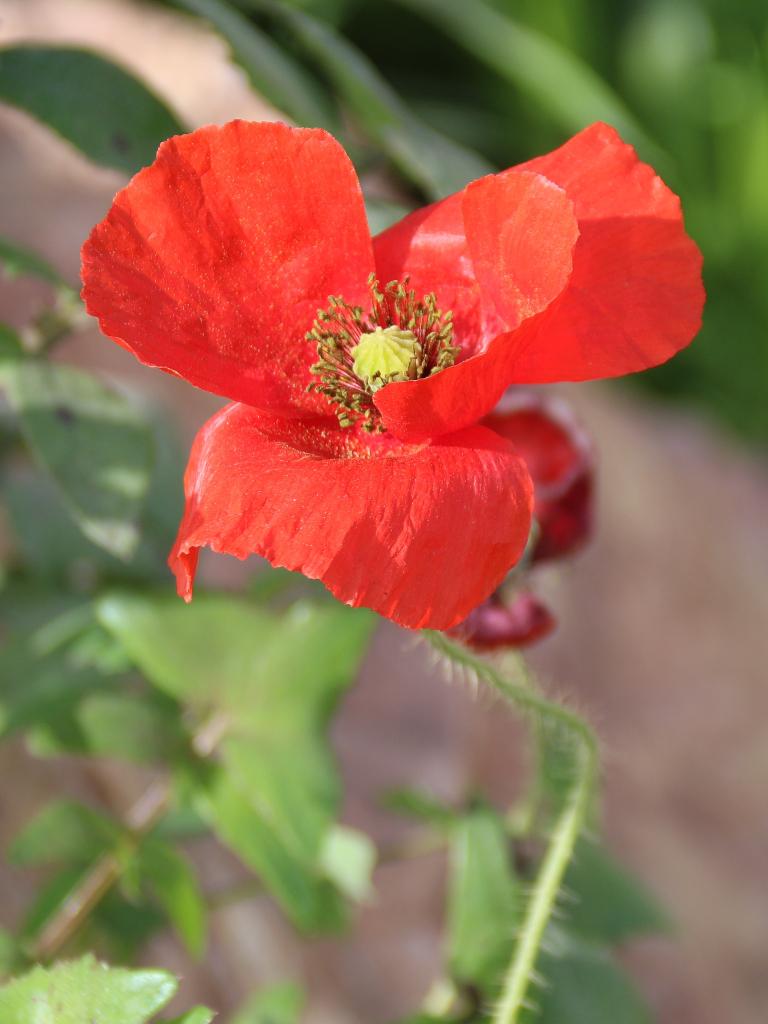 Coquelicot